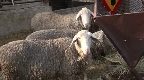 Sheep into the fold Video stock 37047701