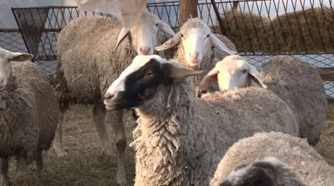 Sheep into the fold Video stock 37047920