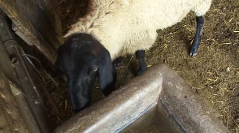 Sheep in a fold Stock-Footage 54363862