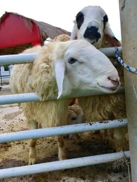 Sheep in fold Stock Photos