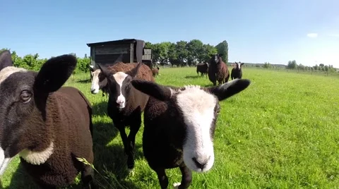Sheep follow camera Stock Footage 50828387