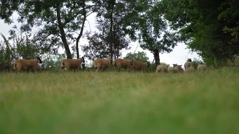 Sheep following eachother through a field gate Stock Footage