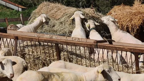 Sheep food Stock Footage 108277087