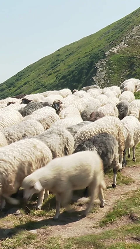 Sheep at the foot of Mount Hoverla Stock Footage 346227830