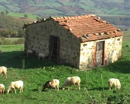 Sheep 스톡 동영상 63053