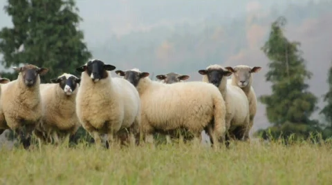 Sheep Stock Footage