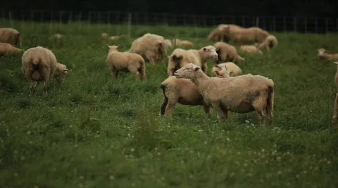 Sheep 動画素材 594237