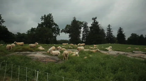 Sheep 動画素材 594738