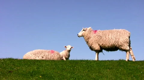 Sheep Stock Footage 640943