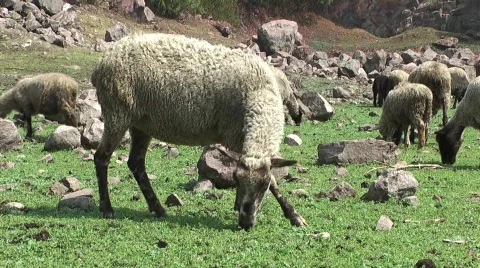 Sheep Stock Footage 729674