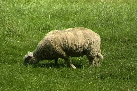Sheep Video stock 820280