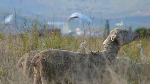 Sheep 库存影片 881571