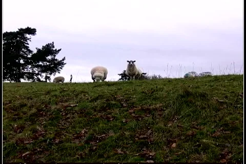 Sheep 库存影片 991668