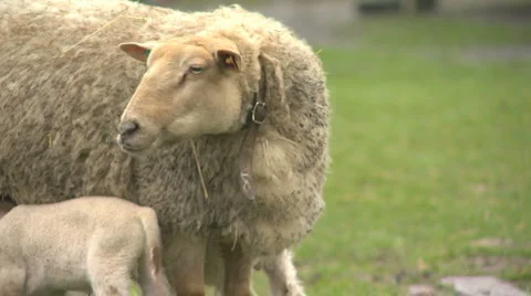 Sheep Stock Footage 1130783