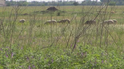 Sheep Видео 8766062