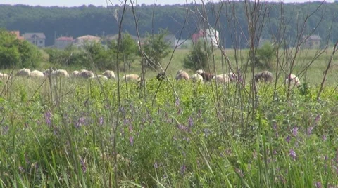 Sheep Видео 8766068
