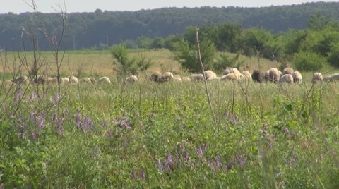 Sheep Vídeo Stock 8766170