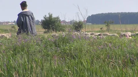 Sheep Vidéo 8766195