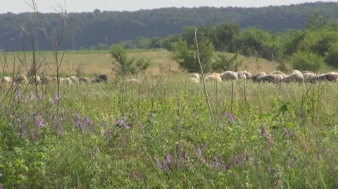Sheep Stock Footage 8766198