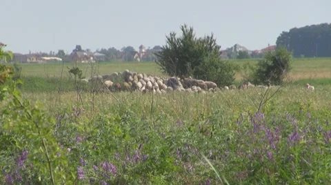 Sheep Видео 8766231