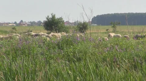 Sheep Stock Footage 8766243