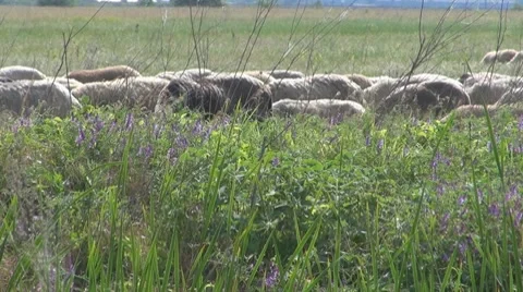 Sheep Video stock 8766266