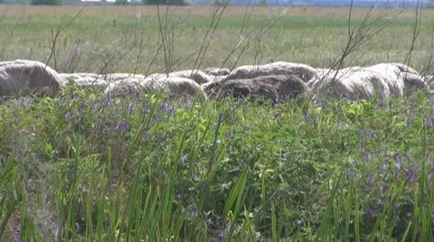 Sheep Vidéo 8766283