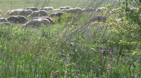 Sheep Vídeo Stock 8766317