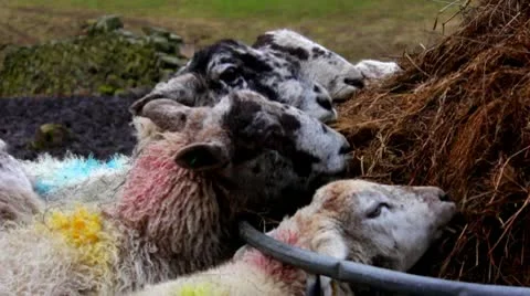 Sheep Video stock 10600502