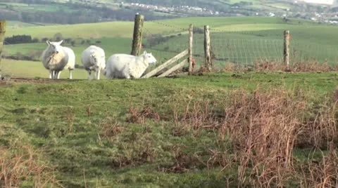 Sheep Video stock 10712410