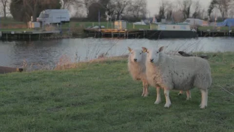 Sheep Stock Footage 10758306