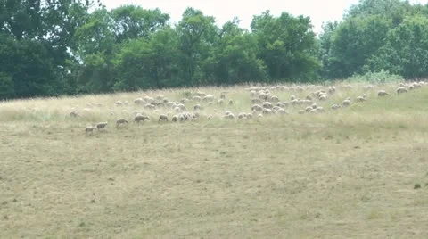 Sheep Stock Footage 11347628