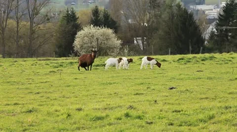 Sheep 動画素材 11974137