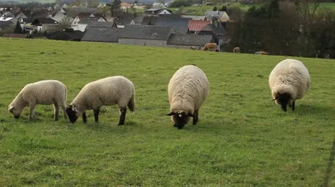 Sheep Stock Footage 11974158