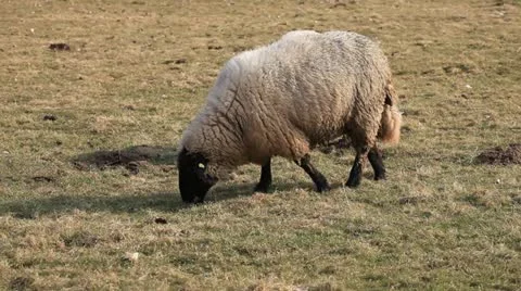 Sheep 動画素材 11974208