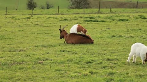 Sheep Stock Footage 11980902