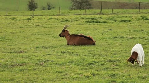 Sheep 動画素材 11981284