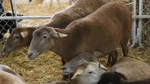 Sheep 스톡 동영상 12254483