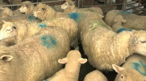 SHEEP Stock Footage 12352136
