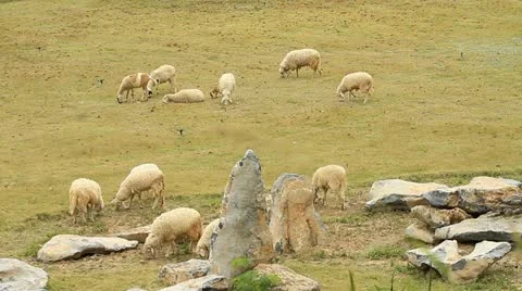 Sheep Stock Footage 12439545