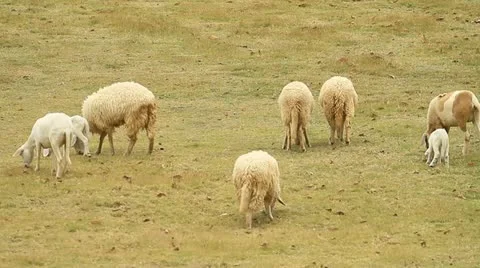 Sheep Stock Footage 12439756