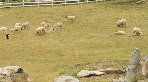 Sheep Stock Footage 12440089