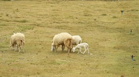 Sheep 스톡 동영상 12440216