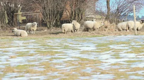 Sheep Stock Footage 18174724