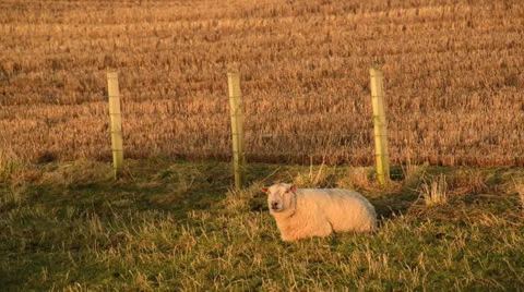 Sheep Video stock 23609800