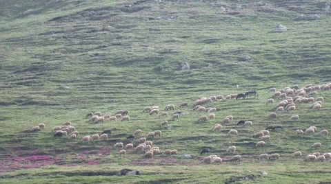 Sheep Stock Footage 25042315