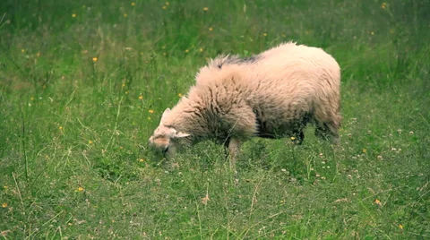 Sheep Stock Footage 27634898