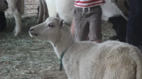 Sheep Stock Footage 27816119