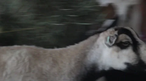 Sheep Stock Footage 27816931