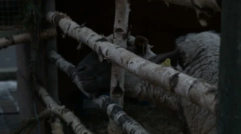 Sheep Stock Footage 33463383